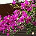 DSC07930 拷貝.jpg