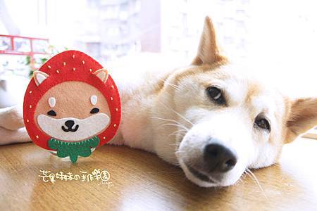 Mangogirl 療癒系 蘋果 桃子 草莓小柴犬手作杯墊 芒果這一家 旅行 創作 痞客邦