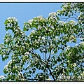 20090501土城桐花節