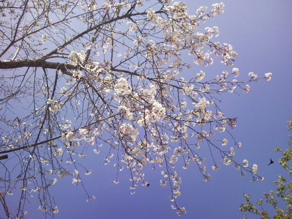 白色的櫻花
