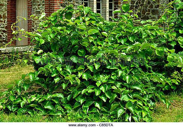 leaves-of-kiwifruit-actinidia-chinensis-c85dta.jpg