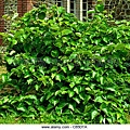 leaves-of-kiwifruit-actinidia-chinensis-c85dta.jpg