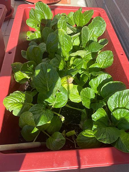 小松菜種植日記4 扶搖而上 花時間種菜 痞客邦