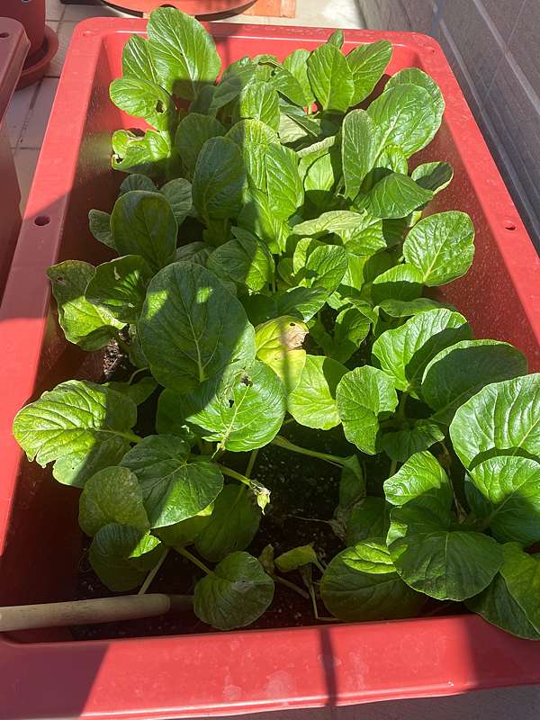 小松菜種植日記4 扶搖而上 花時間種菜 痞客邦