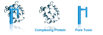 xeomin-protein-1 xeomin-protein-1