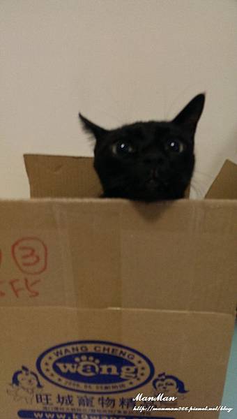 謝謝寶貝尼亞的陪伴，當個快樂小天使，13年來的回憶永存在我心