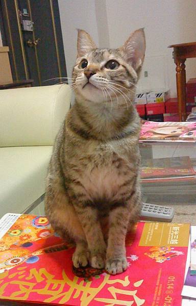 【房產實戰】先求有再求好，人生第一間房子就賺到一桶金🎉😎