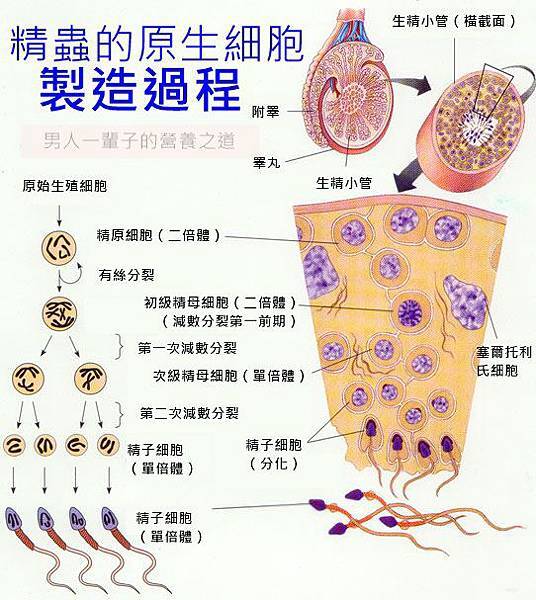 3.1 如何增加精子品質與精蟲活動力- 男性不孕-怎麼助孕，幫助懷孕