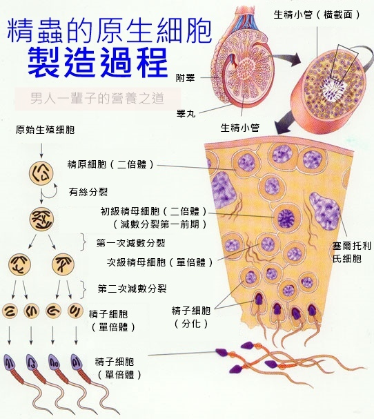 精液 成分 構成