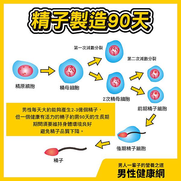 20210907精子製造90天.jpg 20210907精子製造90天.jpg