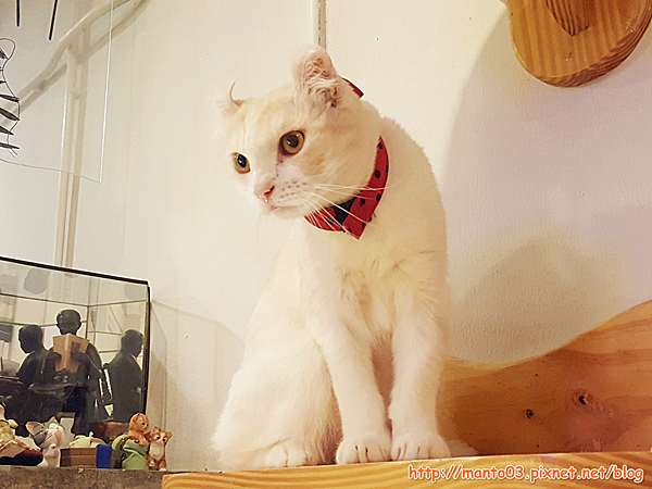 Caturdaycatcafe