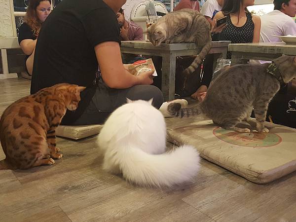 Caturdaycatcafe