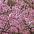 民宿前的水蜜桃花樹