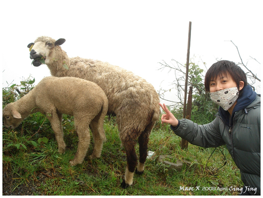 路上有偷跑出來的羊兒