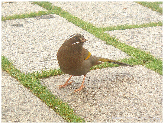 鳶峰的鳥兒