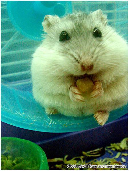 天阿 阿魯我要幫你減肥  肉都擠出三層了