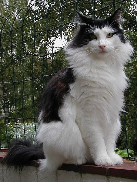 452px-Norwegian_forest_cat.jpg