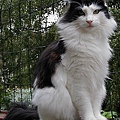 452px-Norwegian_forest_cat.jpg