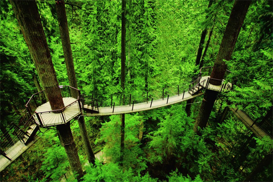 Capiilano-Tree-Top-Walk