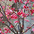 三峽2011.02.27-041.JPG