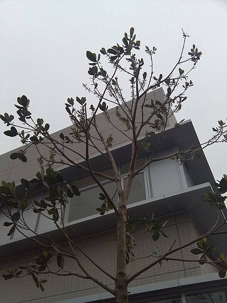 201212樹