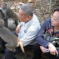 這邊的猴子與人毫無距離