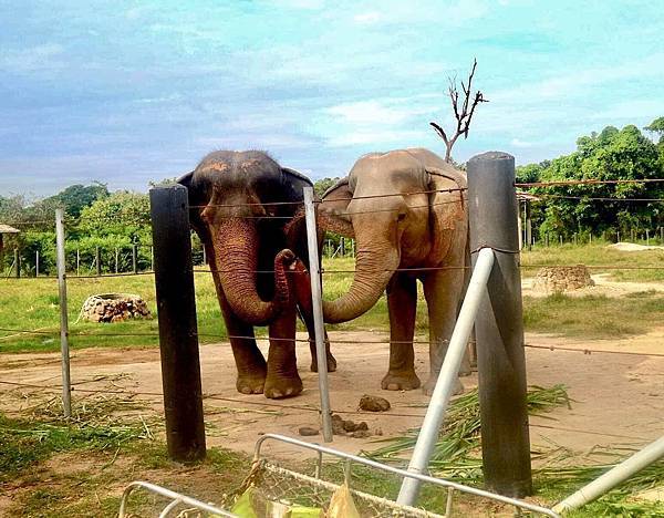 51254694_503086046881390_2353276202828955648_n (1).jpg