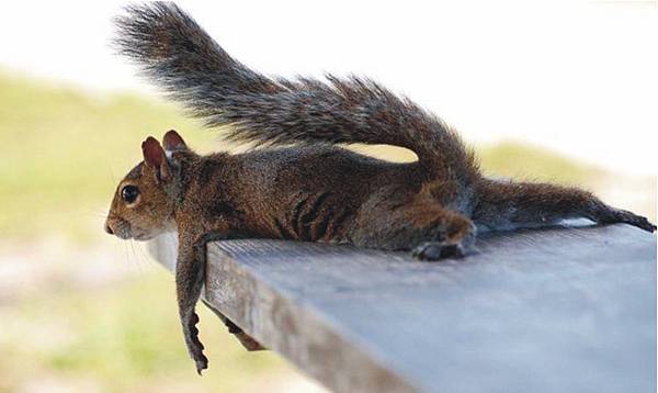 Squirrel and relax.jpg