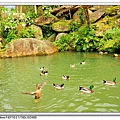 鴨子.jpg