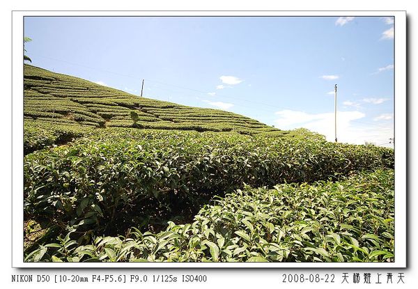 不是八卦的茶園