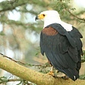 fish eagle.jpg