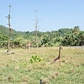 DSC00105.jpg