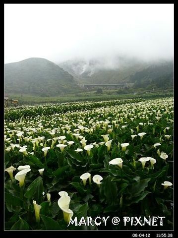 挑了海芋最茂盛密集的地方停留