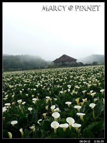 噢~好美的海芋田阿~