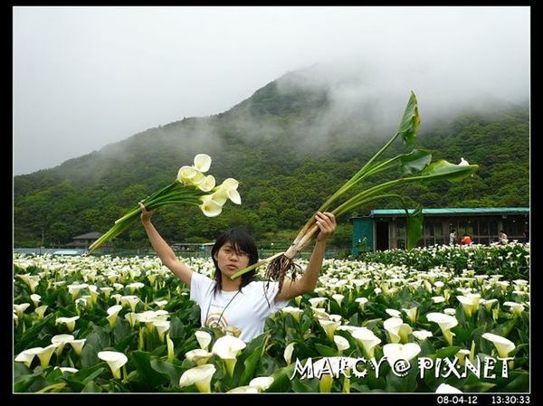 不小心連根拔起了整株海芋=.="