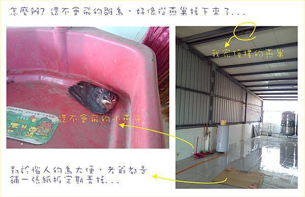 掉出鳥巢的小燕子 掉出鳥巢的小燕子