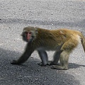 寺廟旁的野生台灣獼猴