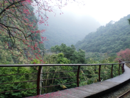 搭台車沿途風景