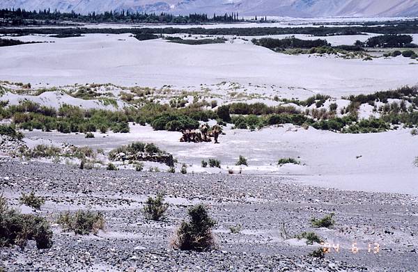 NUBRA VALLEY雙峰駱駝-1.jpg