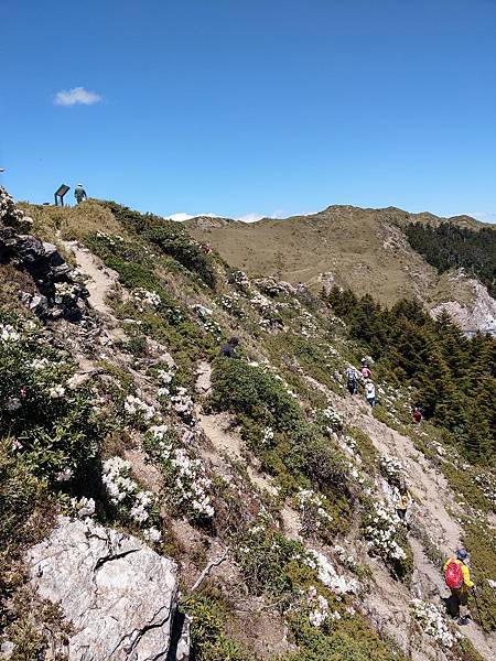 石門山高山杜鵑 (9).jpg