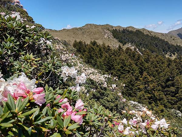 石門山高山杜鵑 (6).jpg