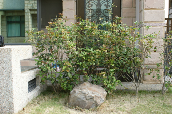 我的小花園-桂花