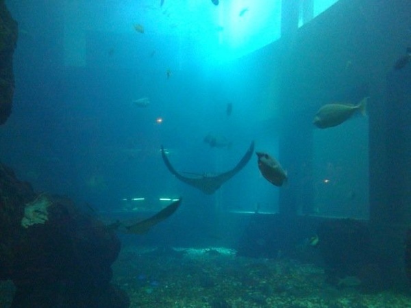 oceanarium1.jpg