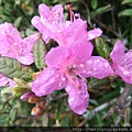 帶著雨滴的花朵，很美