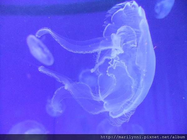 澎湖水族館  DSCF5625