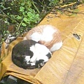 橋邊睡成兩團的貓