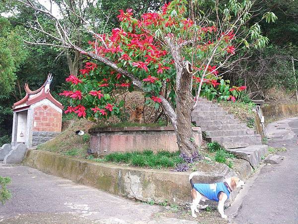 芎林飛鳳山心鮮森林16.jpg