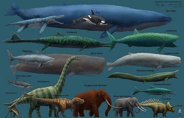 The biggest animal ever lived - The Blue Whale!.jpg