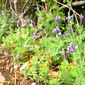 Image00031.jpg