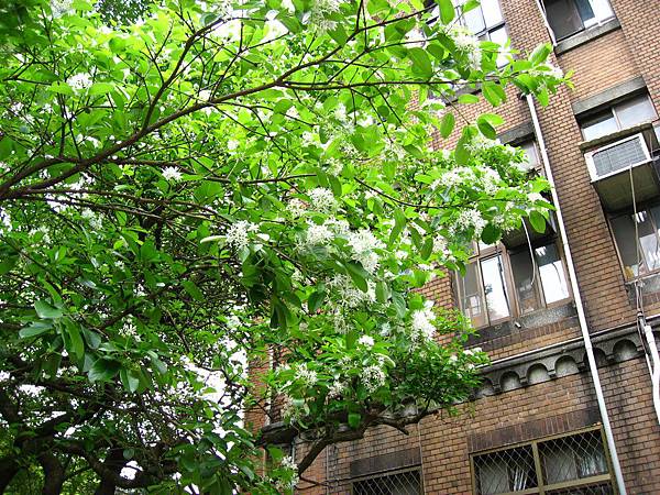 Image00085.jpg